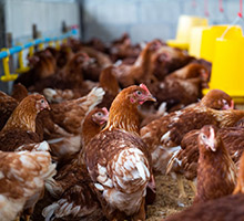 Poultry Farm