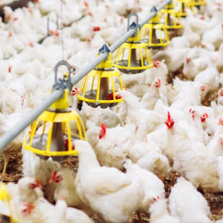 Poultry Farms