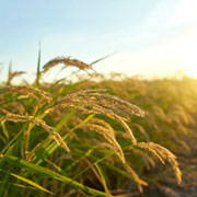 Agricultural