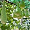 Agro Shade Net